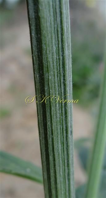  Stem